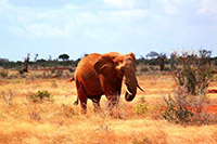 Tsavo Ost mit roten Elefanten