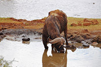Büffel Tsavo West