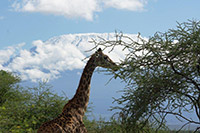 Amboseli Giraffen