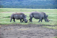 Nashörner in freier Wildbahn im Lake Nakuru Nationalpark