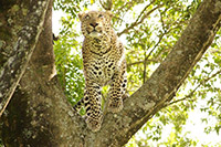Masai Mara Leopard