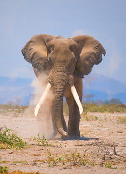 safari kenia flughafen