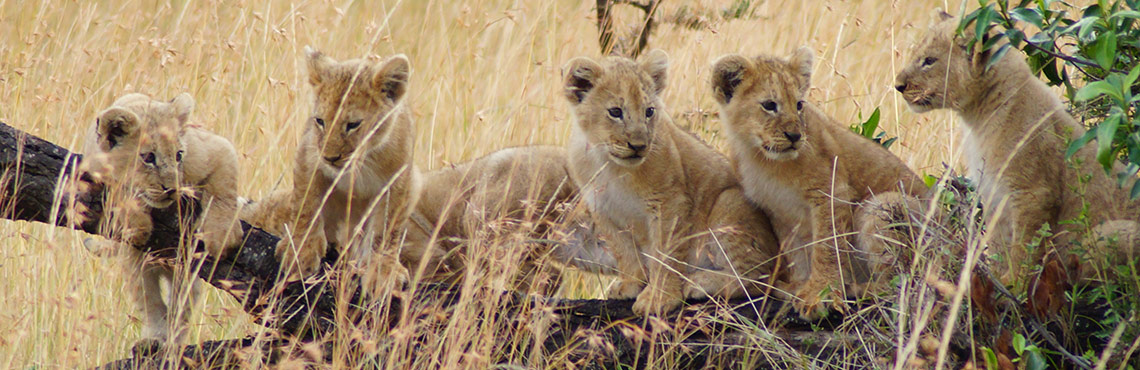 safari kenia flughafen