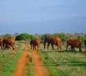 2 Wochen Baobab Beach Resort mit Kurzsafari -  Safaris