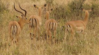 7 Tage/6 Nächte Privat-Safari Kenia zum Kennenlernen