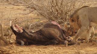 7 Tage/6 Nächte Privat-Safari Kenia zum Kennenlernen