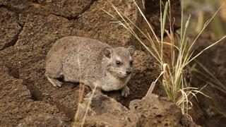 7 Tage/6 Nächte Privat-Safari Kenia zum Kennenlernen