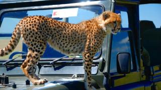 3 Tage/2 Nächte Masai Mara Oloshaiki Camp Safari