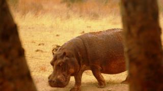 3 Tage/2 Nächte Tsavo Camp Privatsafari