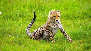 3 Tage/2 Nächte Masai Mara Kempinski Camp Safari