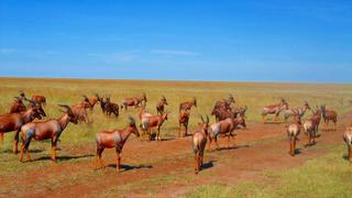 3 Tage/2 Nächte Masai Mara Oloshaiki Camp Safari