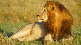3 Tage/2 Nächte Masai Mara Oloshaiki Camp Safari