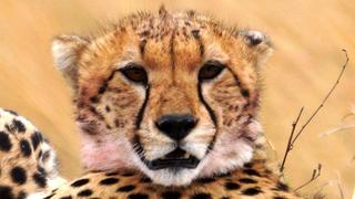 7 Tage/6 Nächte Nakuru - Aberdare - Masai Mara Jeepsafari