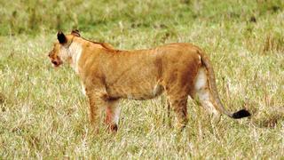 7 Tage/6 Nächte Nakuru - Aberdare - Masai Mara Jeepsafari