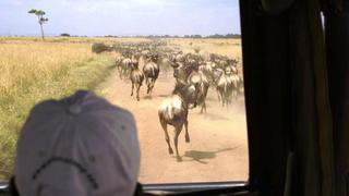 7 Tage/6 Nächte Nakuru - Aberdare - Masai Mara Jeepsafari