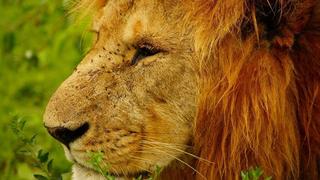 3 Tage/2 Nächte Masai Mara Rianta Luxus Camp Safari