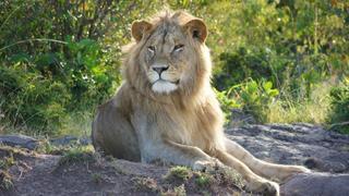 3 Tage/2 Nächte Masai Mara Rianta Luxus Camp Safari