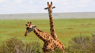 3 Tage/2 Nächte Masai Mara Governors Camp Safari