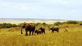 5 Tage/4 Nächte Masai Mara Allround Safari
