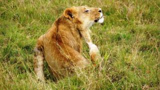 3 Tage/2 Nächte Masai Mara Bushtops Deluxe Safari