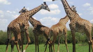 13 Tage/12 Nächte Privatsafari Höhepunkte Kenias