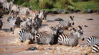 13 Tage/12 Nächte Privatsafari Höhepunkte Kenias