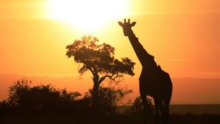 3 Tage/2 Nächte Masai Mara Intrepids Safari