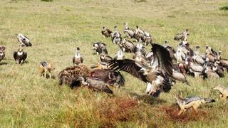 3 Tage/2 Nächte Masai Mara Karen Blixen Camp Safari