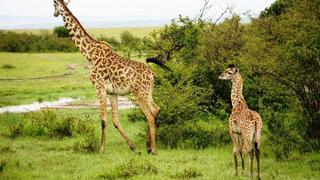 4 Tage/3 Nächte Safari Masai Mara Pur