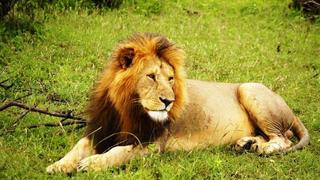 4 Tage/3 Nächte Safari Masai Mara Pur