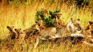 3 Tage/2 Nächte Masai Mara Rianta Luxus Camp Safari