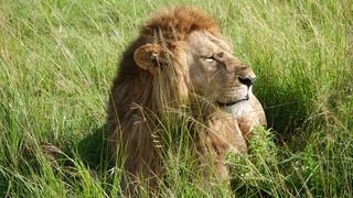 4 Tage/3 Nächte Safari Masai Mara Pur