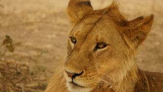 11-Tage/10-Nächte Ostafrika Rundreise