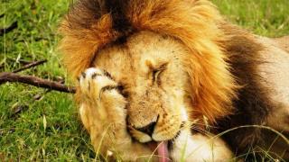 7 Tage/6 Nächte Out of Africa Safari