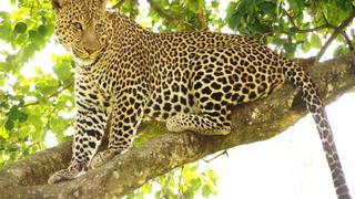 7 Tage/6 Nächte Out of Africa Safari