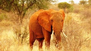 7 Tage/6 Nächte Out of Africa Safari