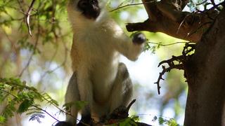 3 Tage/2 Nächte Kilimanjaro Privatsafari