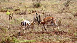 4 Tage/3 Nächte Tsavo Amboseli Compact Privatsafari