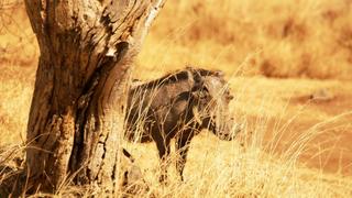 16-Tage/15-Nächte Rundreise Kenia und Tansania