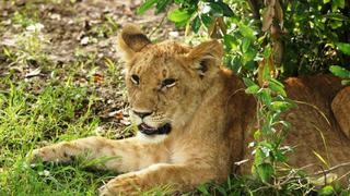 4 Tage/3 Nächte Safari Masai Mara Pur