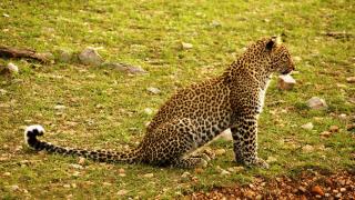 5 Tage/4 Nächte Wildes Afrika Safari