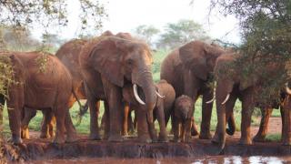 3 Tage/2 Nächte Salt Lick und Sentrim Jeep Safari