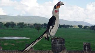 3 Tage/2 Nächte Salt Lick & Shimba Hills Jeep Safari