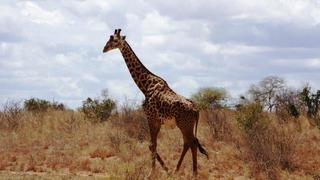 3 Tage/2 Nächte Tsavo Camp Privatsafari