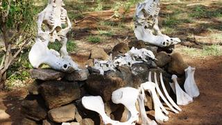 3 Tage/2 Nächte Tsavo Camp Privatsafari