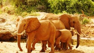 3 Tage/2 Nächte Tsavo Camp Privatsafari