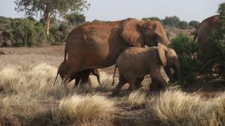 3 Tage Kenia Compact Safari