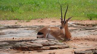 3 Tage/2 Nächte Salt Lick und Sentrim Jeep Safari