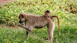 2 Tage/1 Nacht Ashnil Aruba Privatsafari