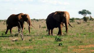 3 Tage/2 Nächte Salt Lick und Sentrim Jeep Safari